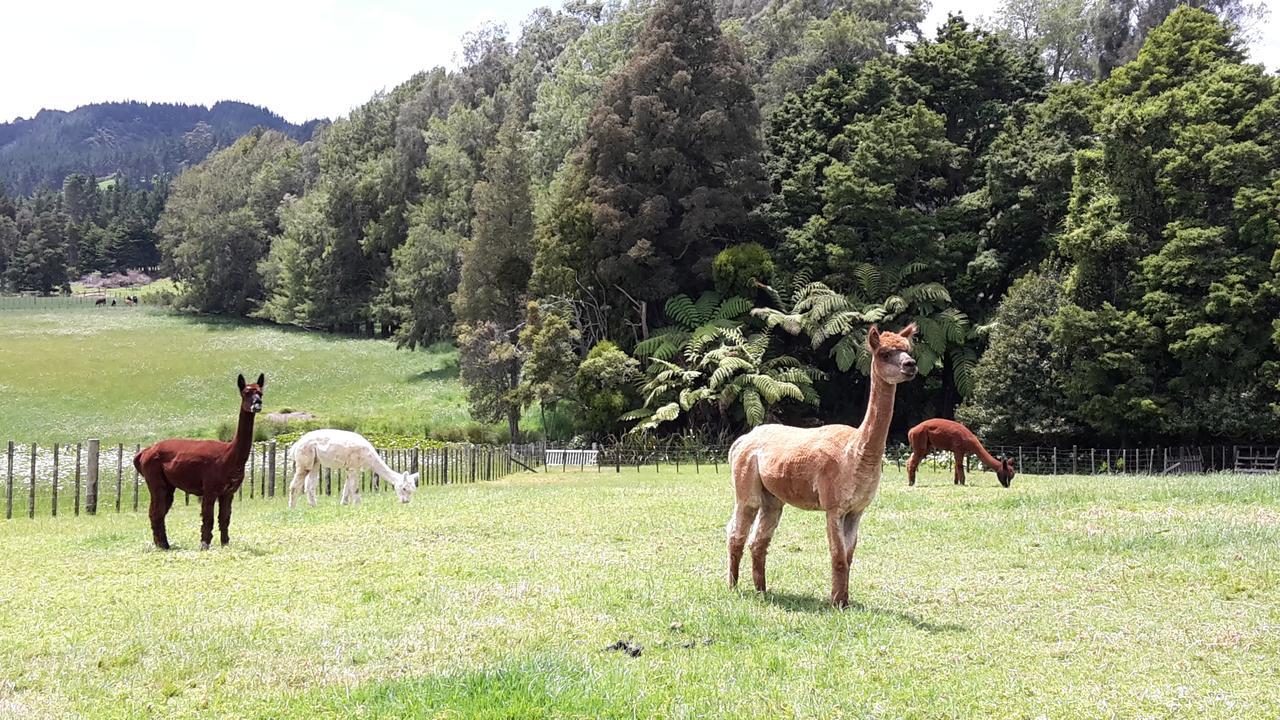 Bed and Breakfast Vinegar Hill Kauri Екстер'єр фото